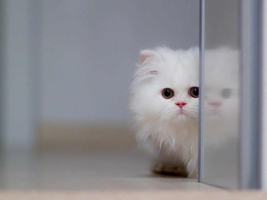 Hello World
